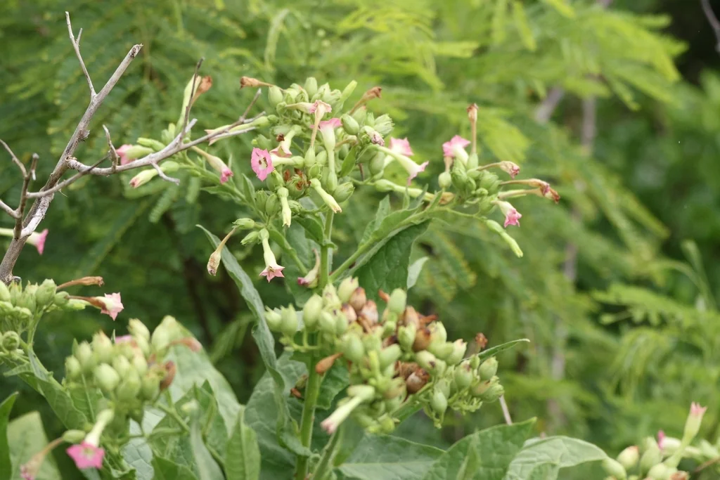 Nicotiana Tabacum
