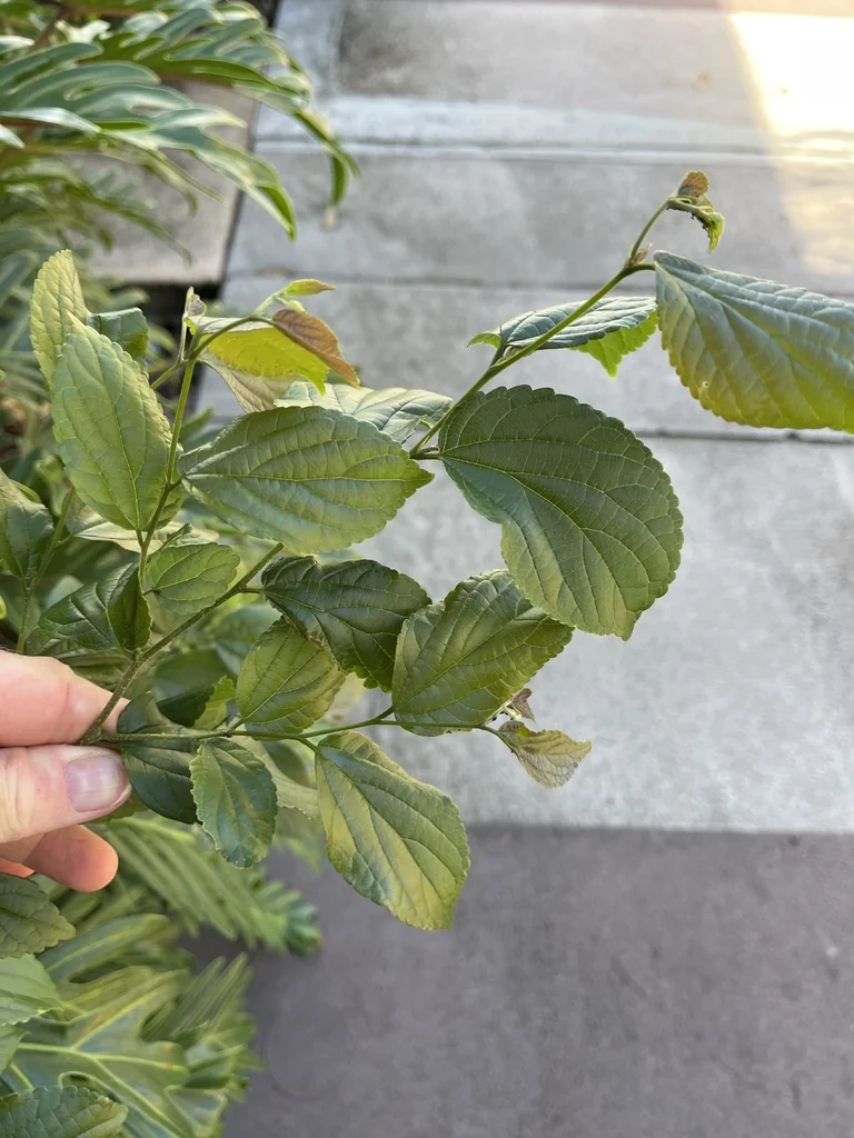 Celtis Sinensis