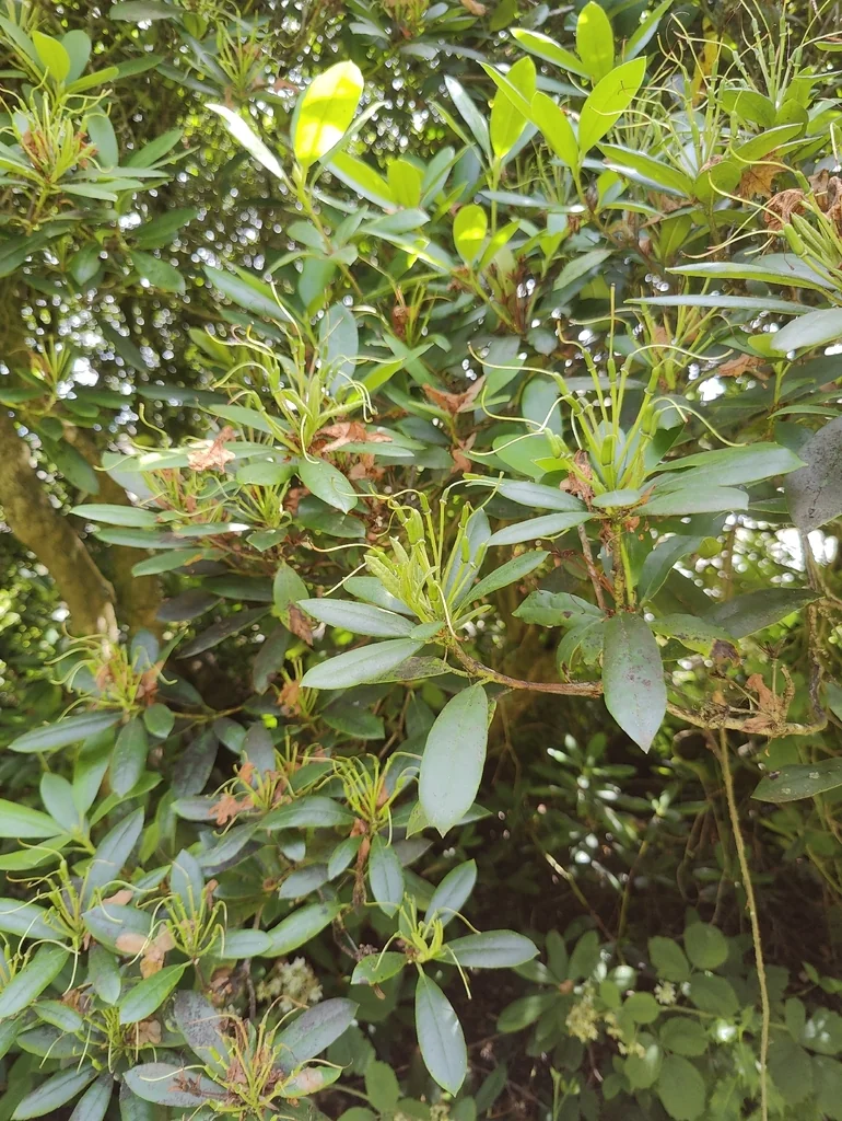 Rhododendron Ponticum