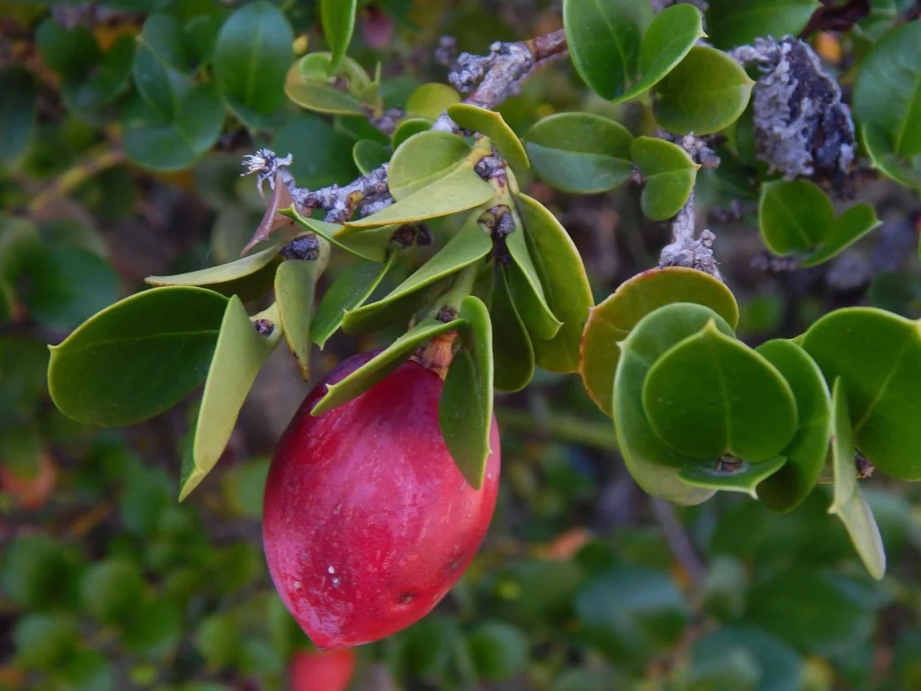 Carissa Macrocarpa