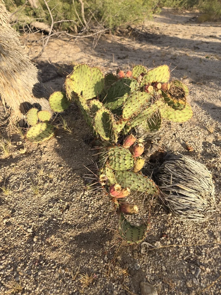 Opuntia Phaeacantha