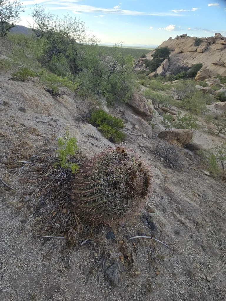 Ferocactus Wislizeni
