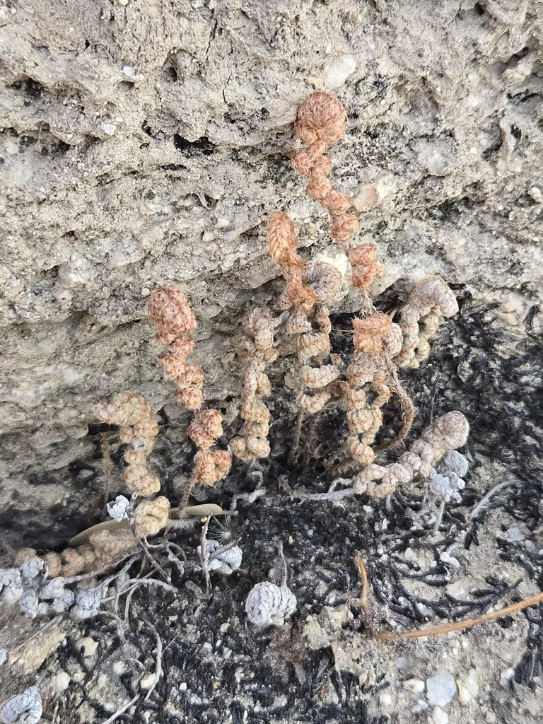 Myriopteris Covillei