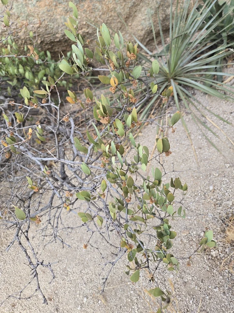 Simmondsia Chinensis