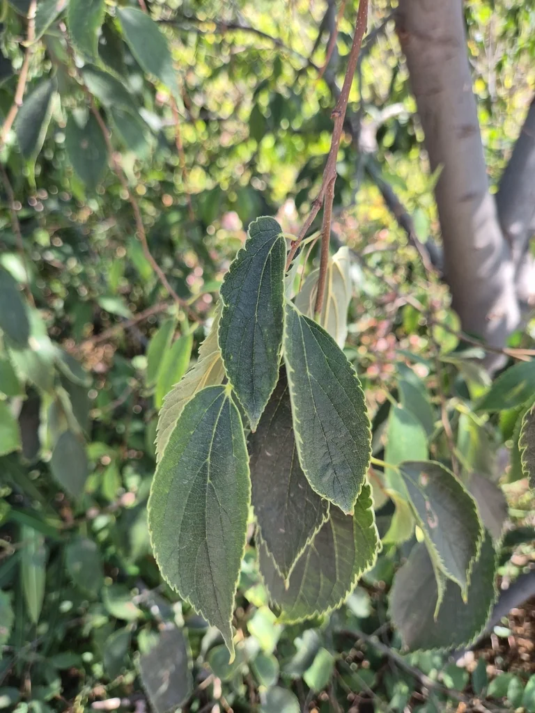 Celtis Australis
