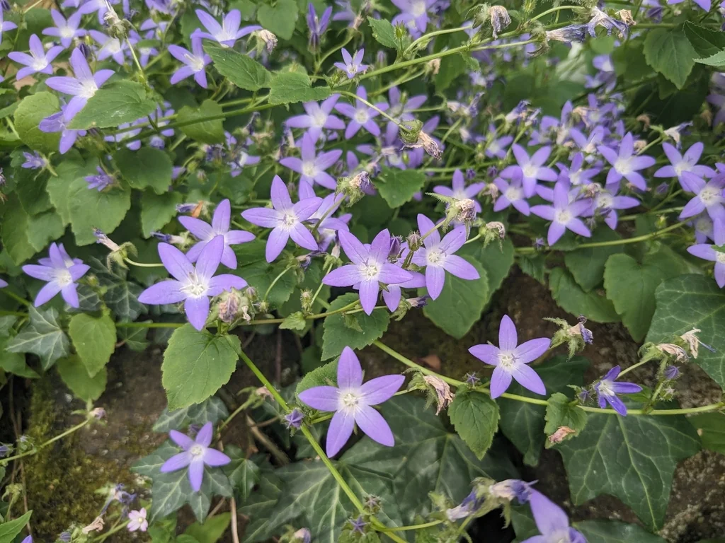 Campanula Poscharskyana
