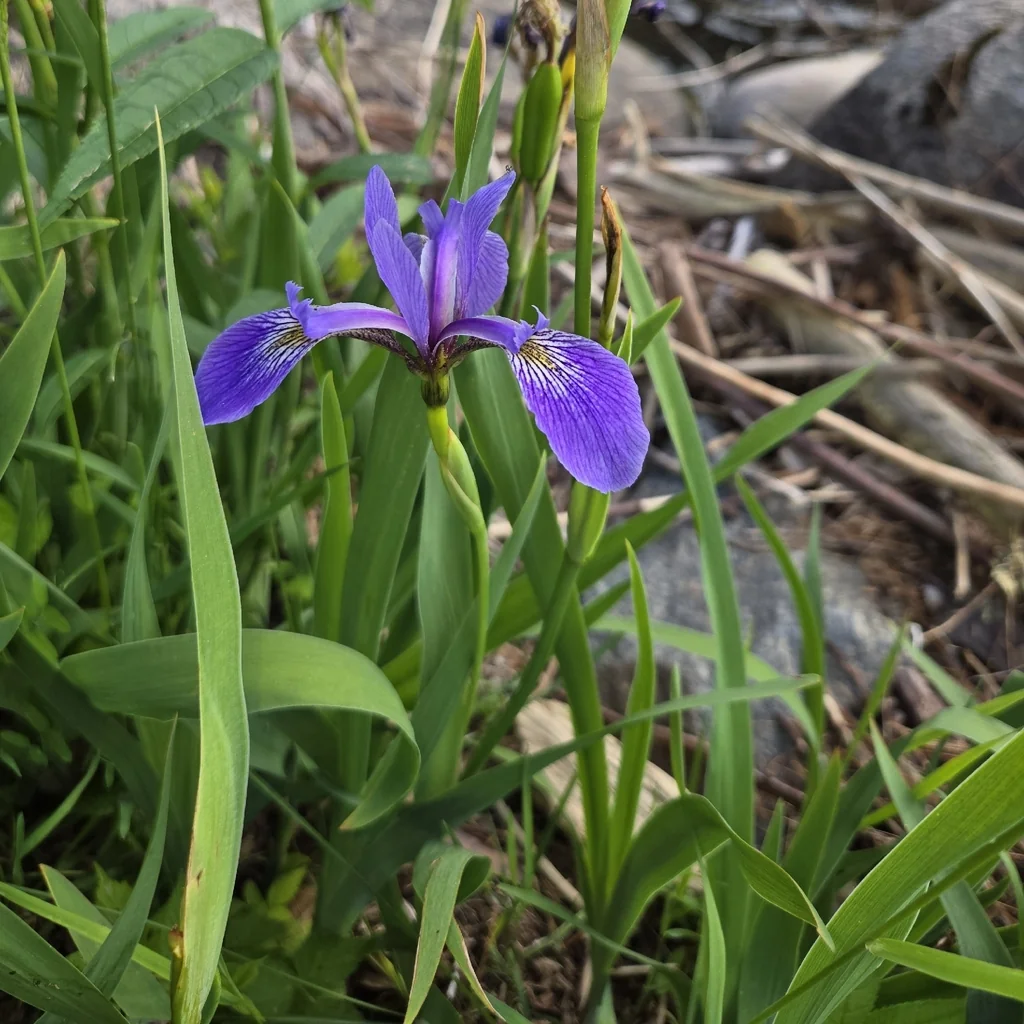 Iris Versicolor