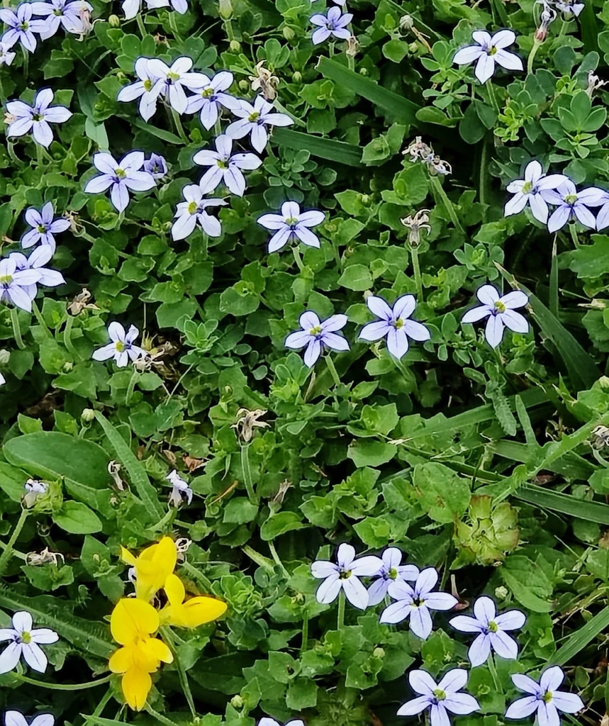 Pratia Pedunculata