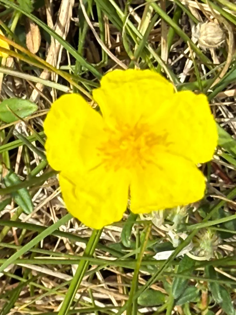 Helianthemum Nummularium