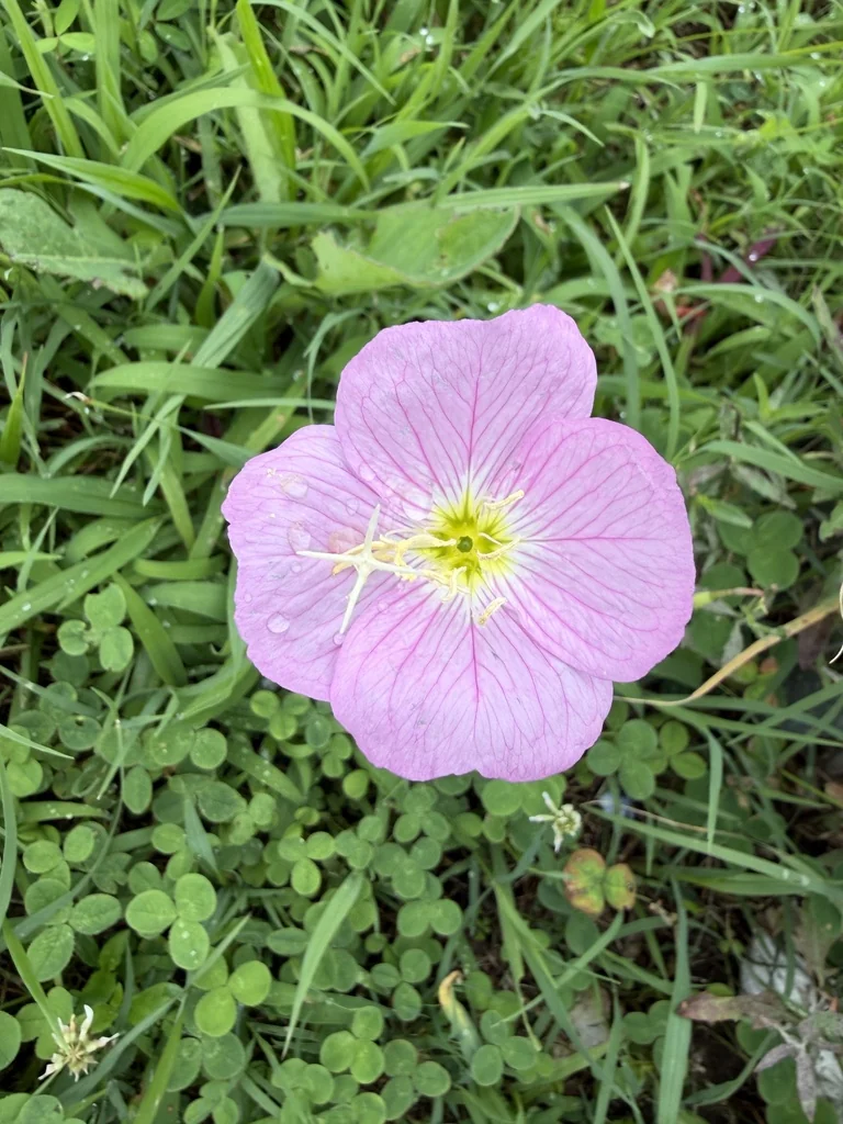 Oenothera Speciosa