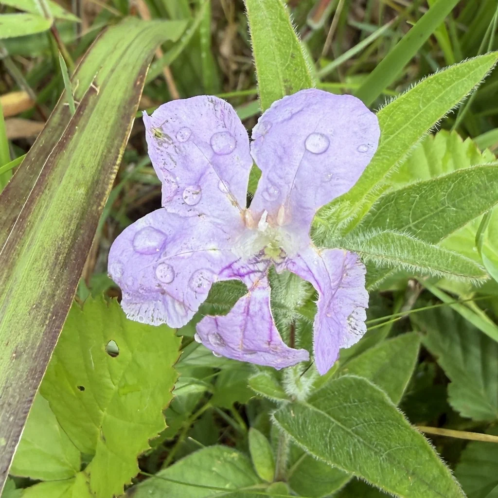 Ruellia Humilis