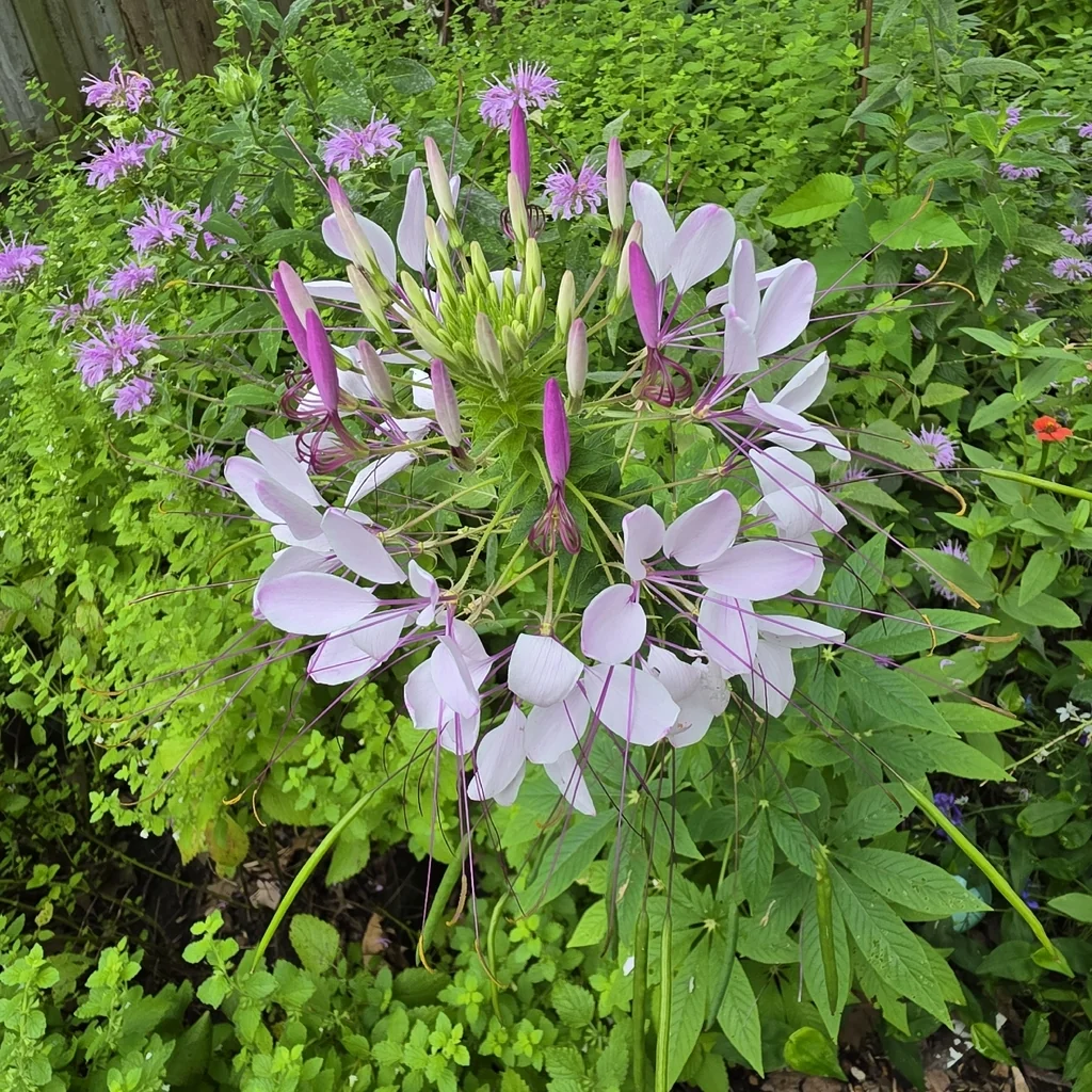 Cleome hassleriana