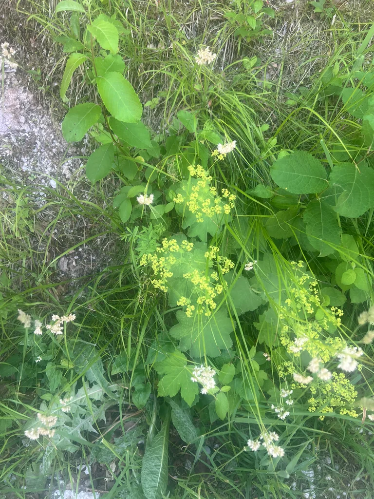 Alchemilla Mollis