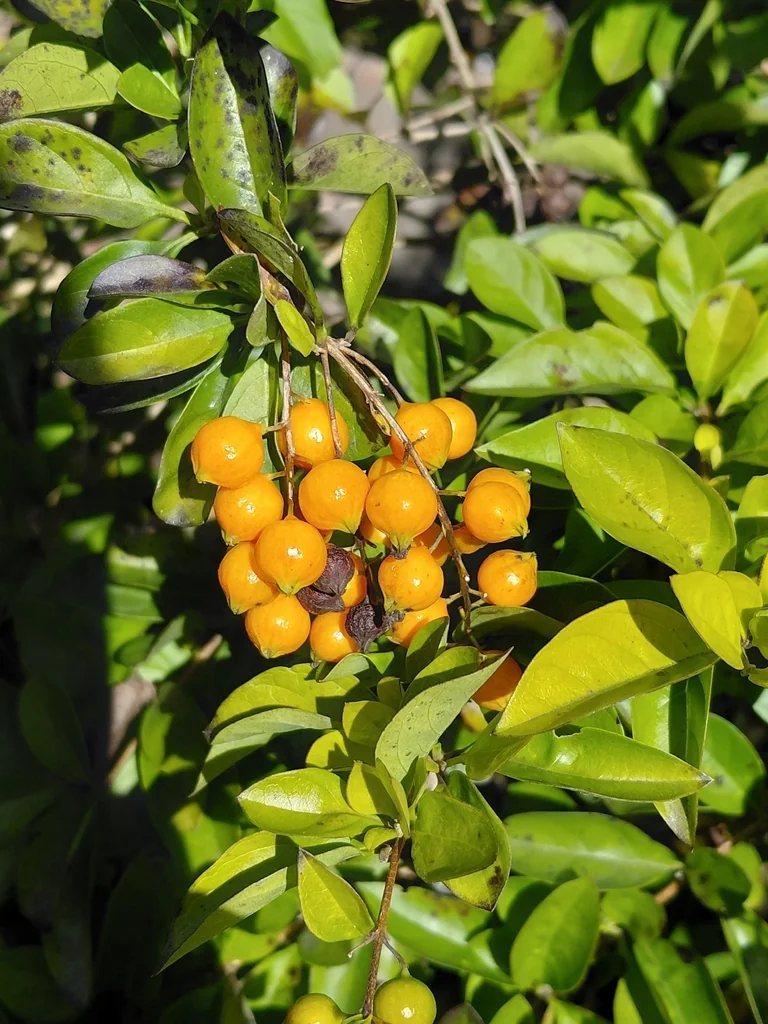Duranta Erecta