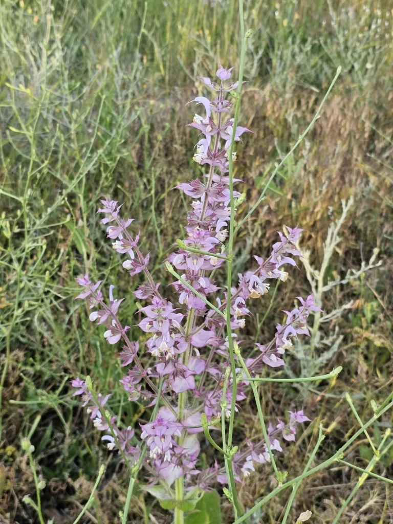 Salvia Sclarea