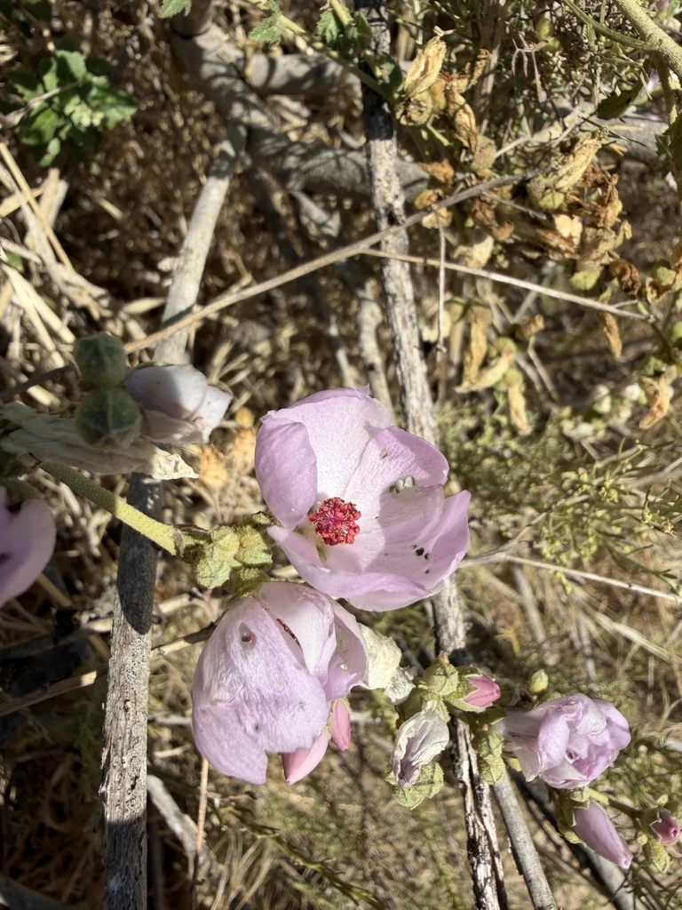 Malacothamnus Fasciculatus