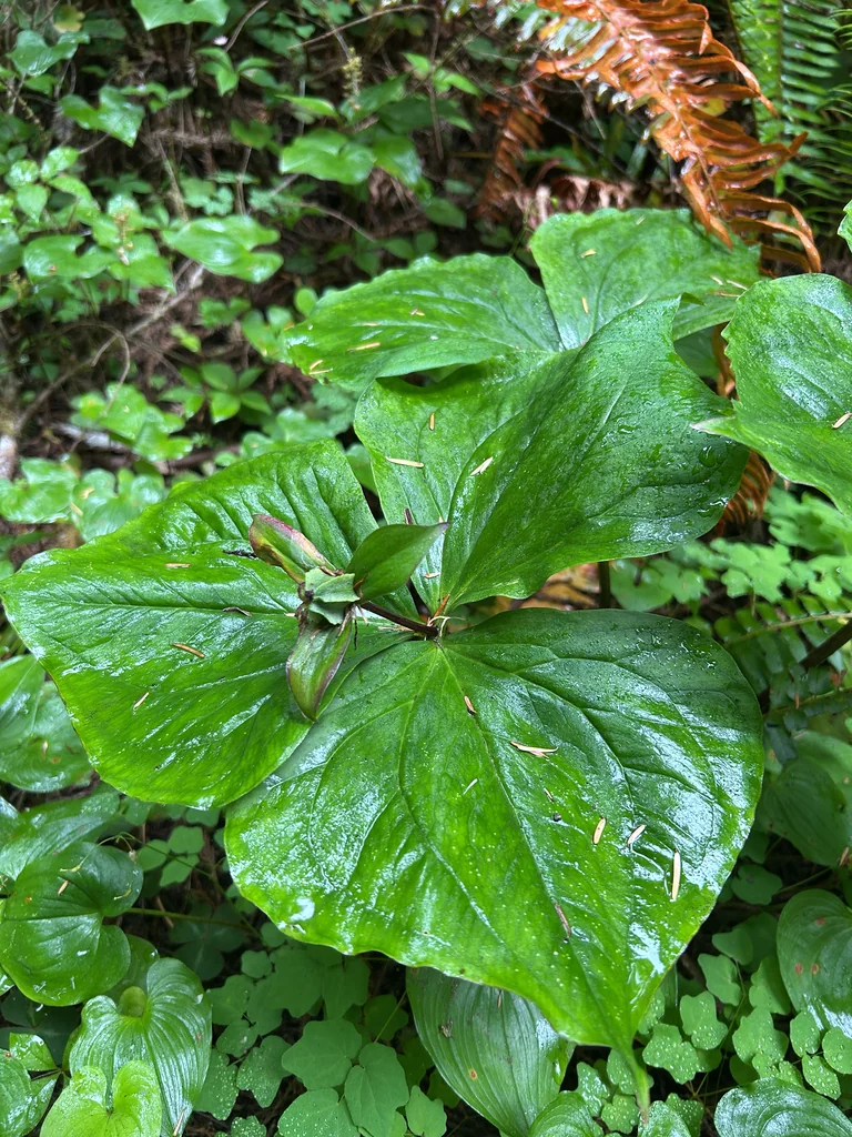 Trillium Ovatum