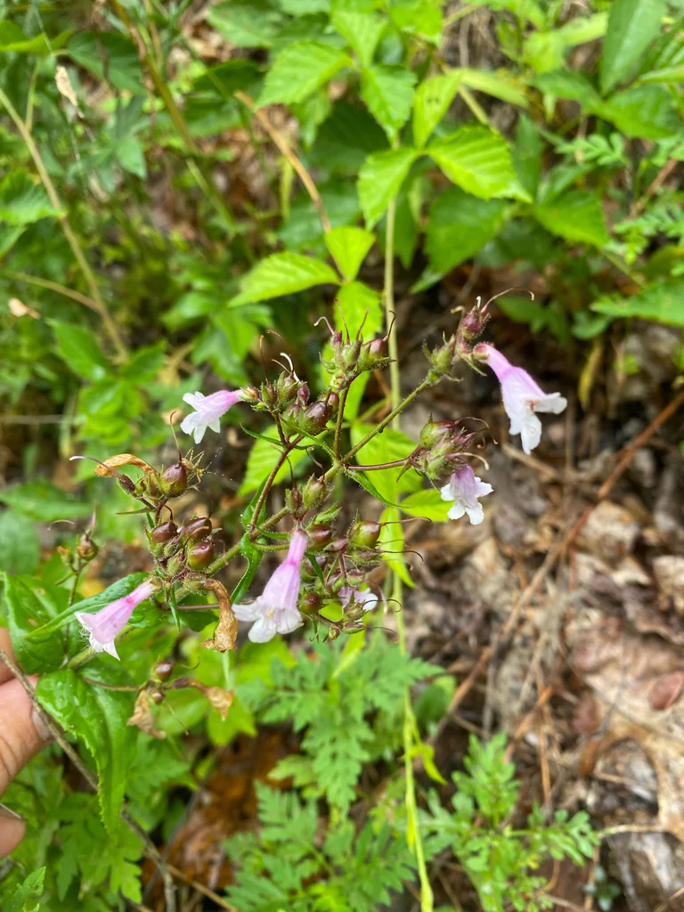 Penstemon Laevigatus