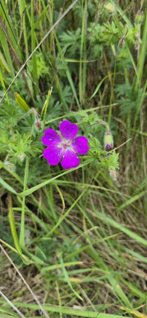 Geranium Sanguineum