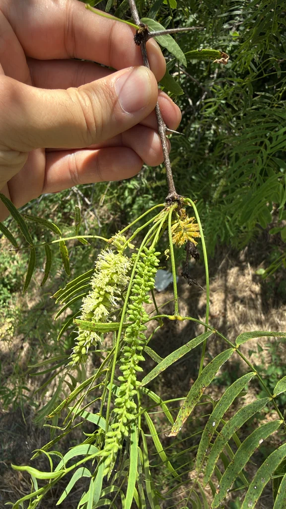 Prosopis Glandulosa