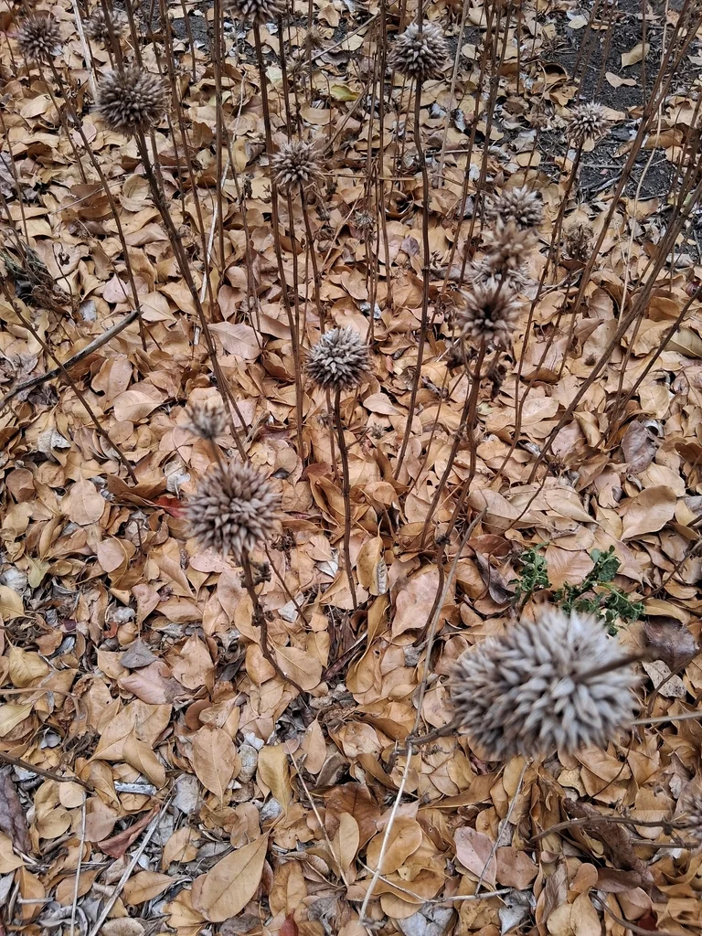 Leonotis Nepetifolia