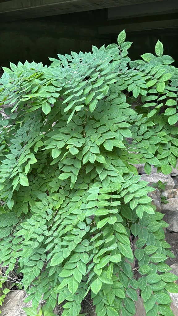Gymnocladus Dioicus