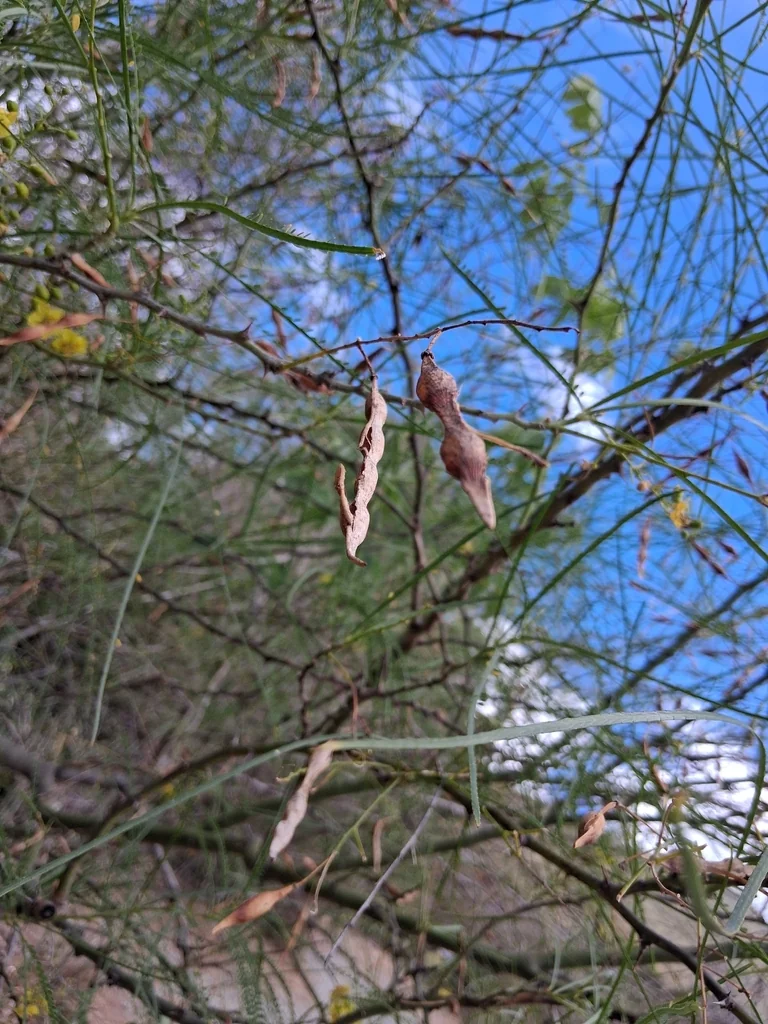 Parkinsonia Aculeata