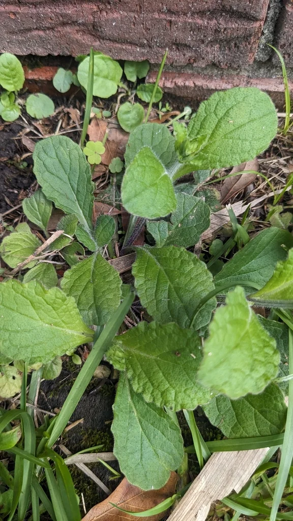 Salvia Lyrata