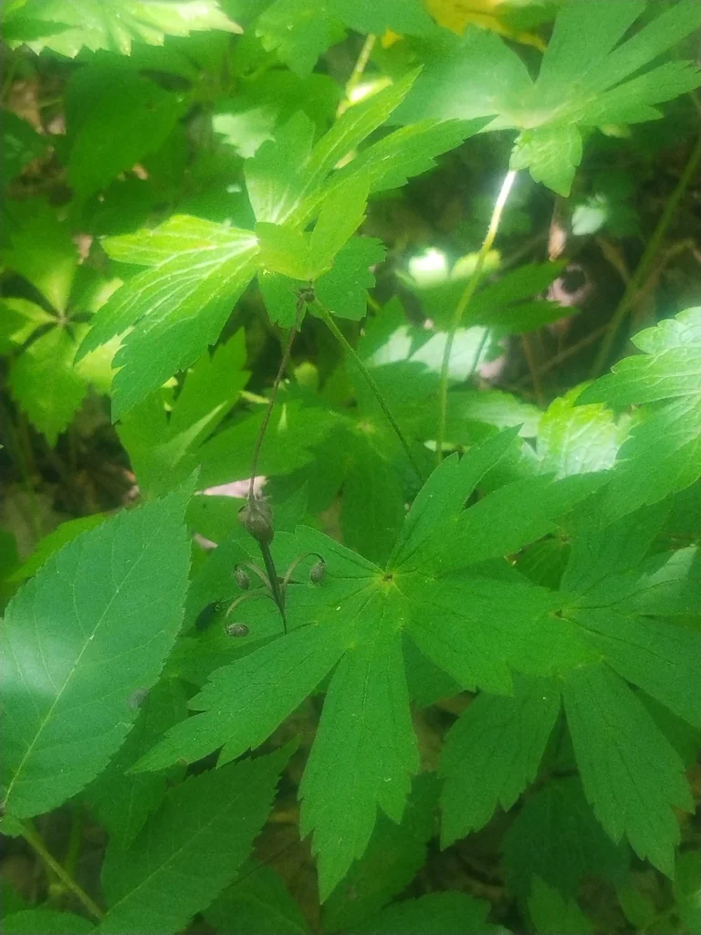 Geranium Maculatum