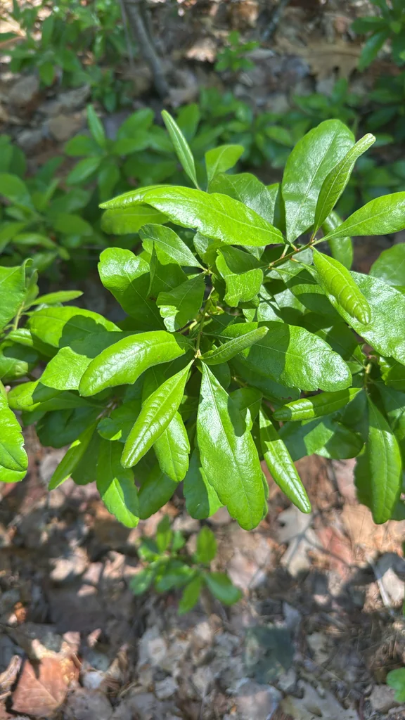 Myrica Pensylvanica