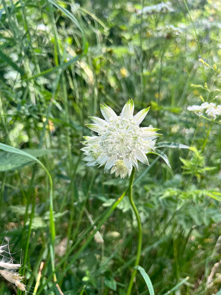 Astrantia Major