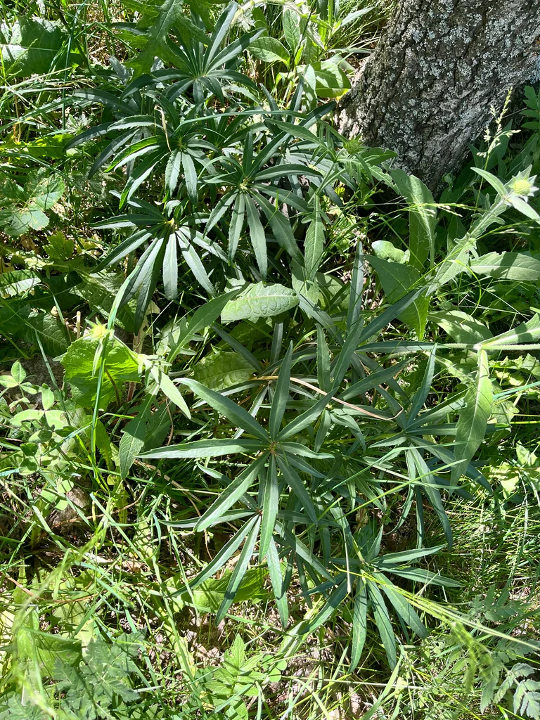 Helleborus Foetidus