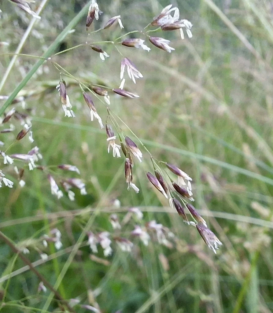 Deschampsia Cespitosa