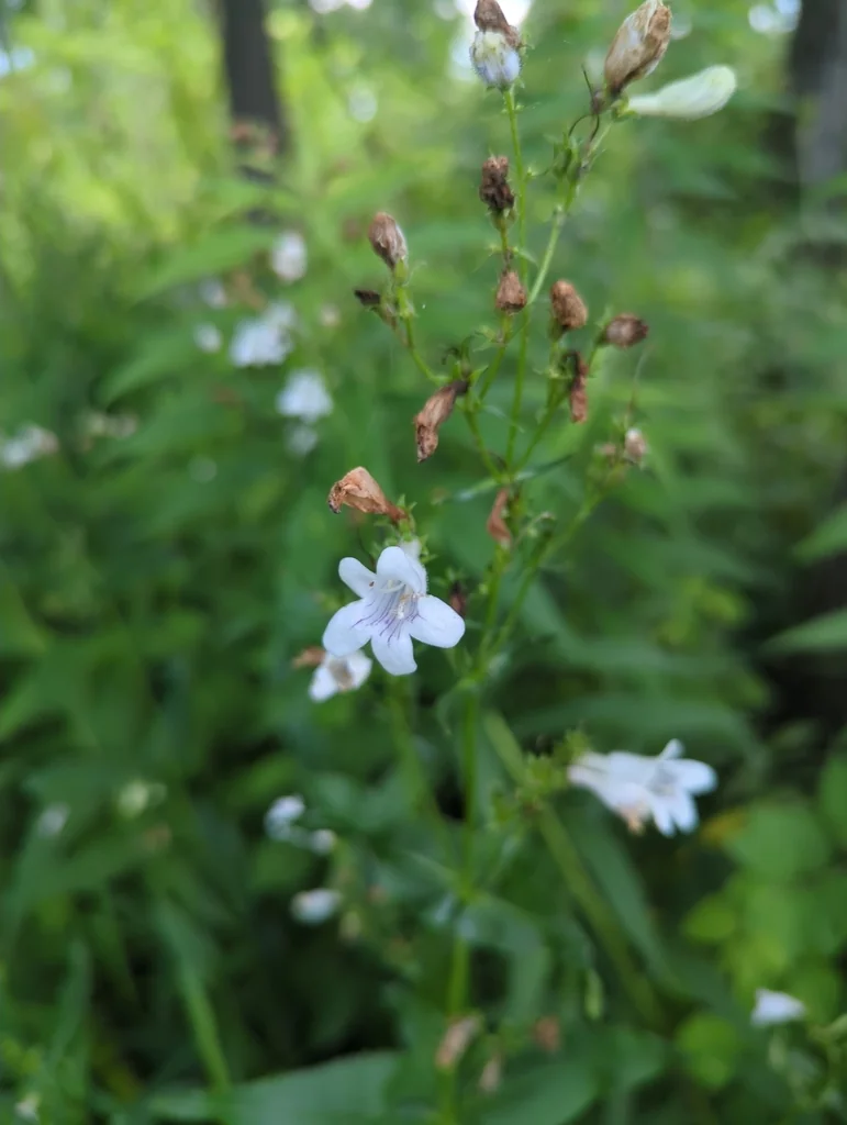 Penstemon Digitalis