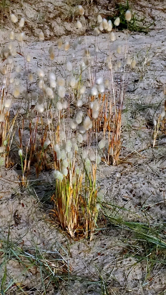 Lagurus Ovatus