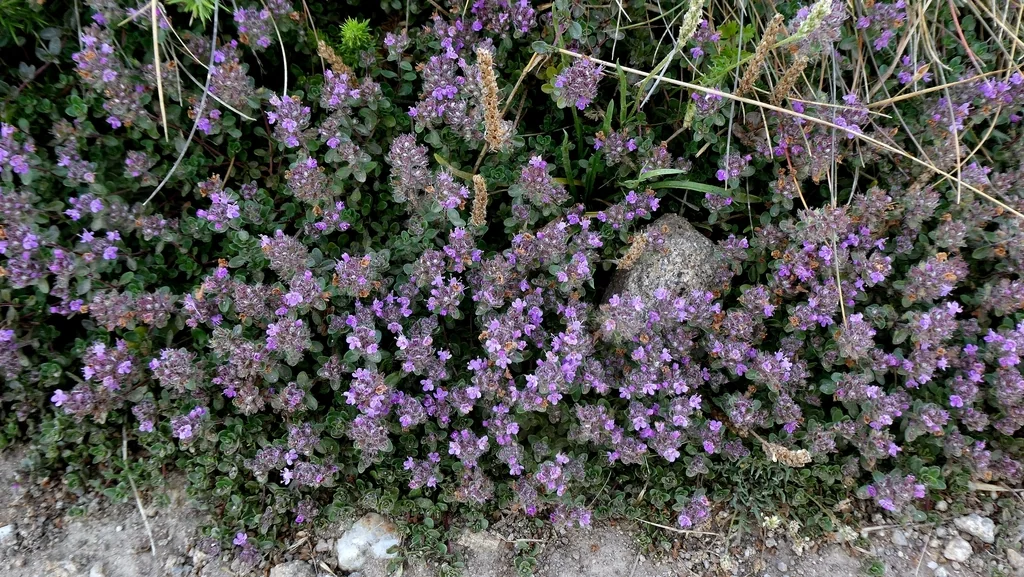 Thymus Praecox Arcticus
