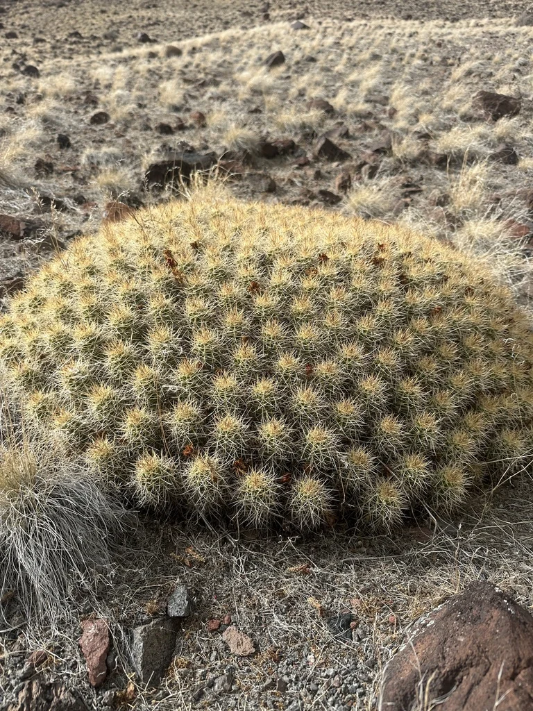 Echinocereus Triglochidiatus