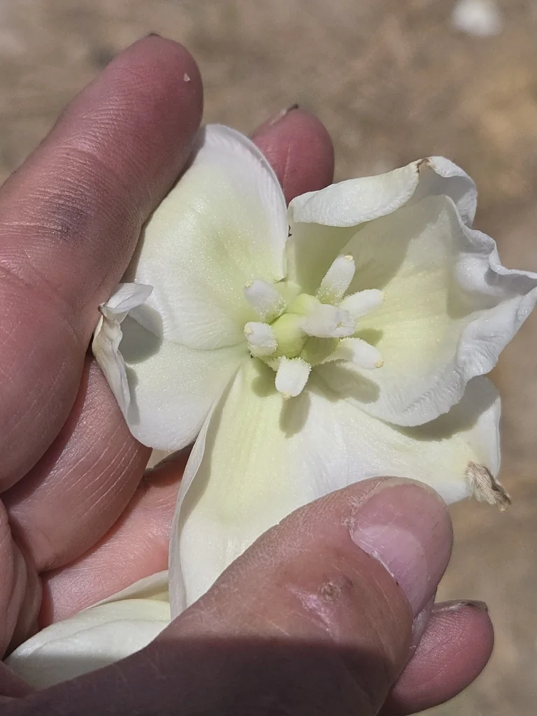 Yucca Elata