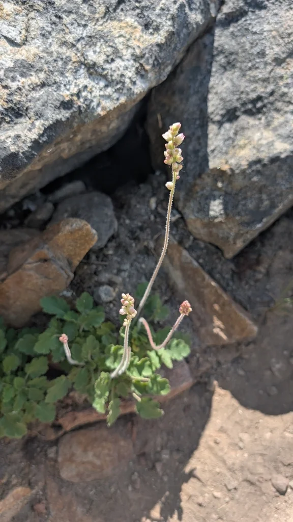 Heuchera Cylindrica