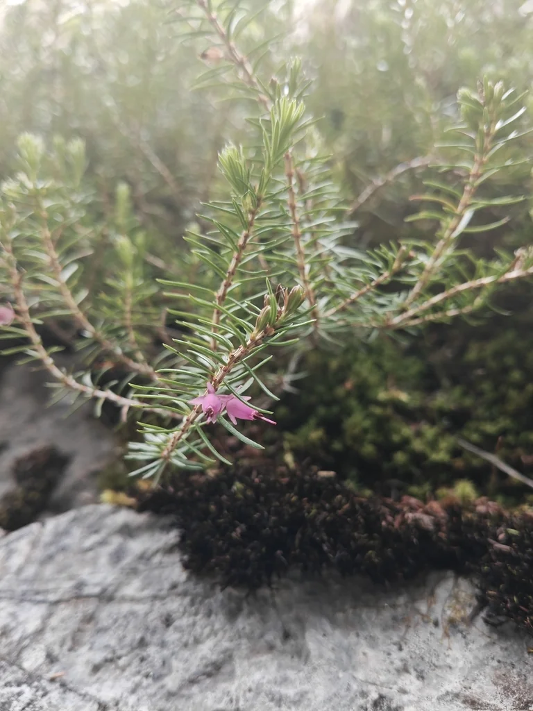 Erica Carnea