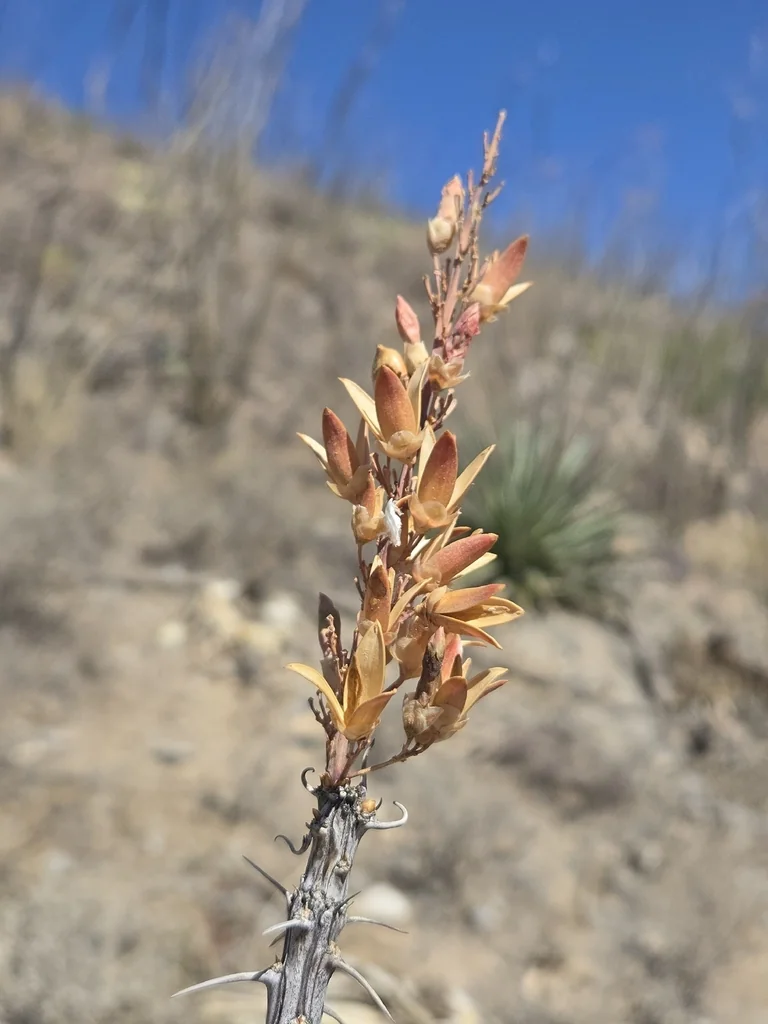 Fouquieria Splendens