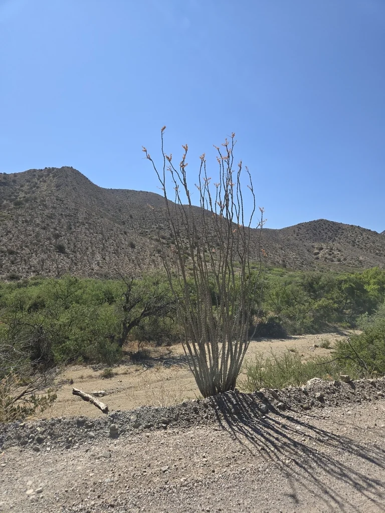 Fouquieria Splendens