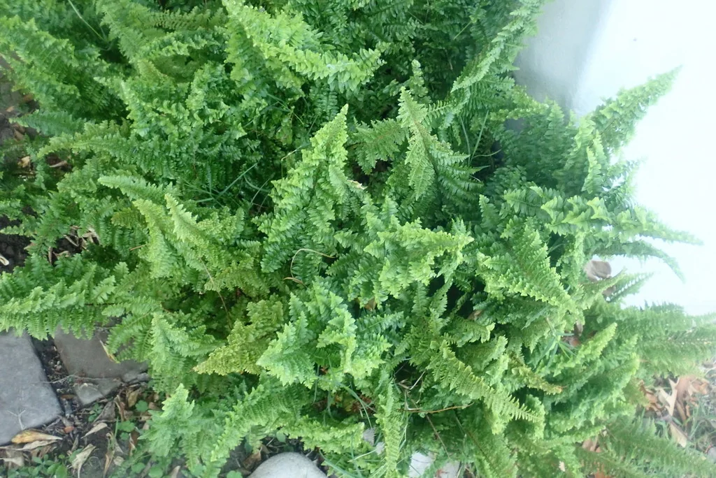 Nephrolepis Exaltata
