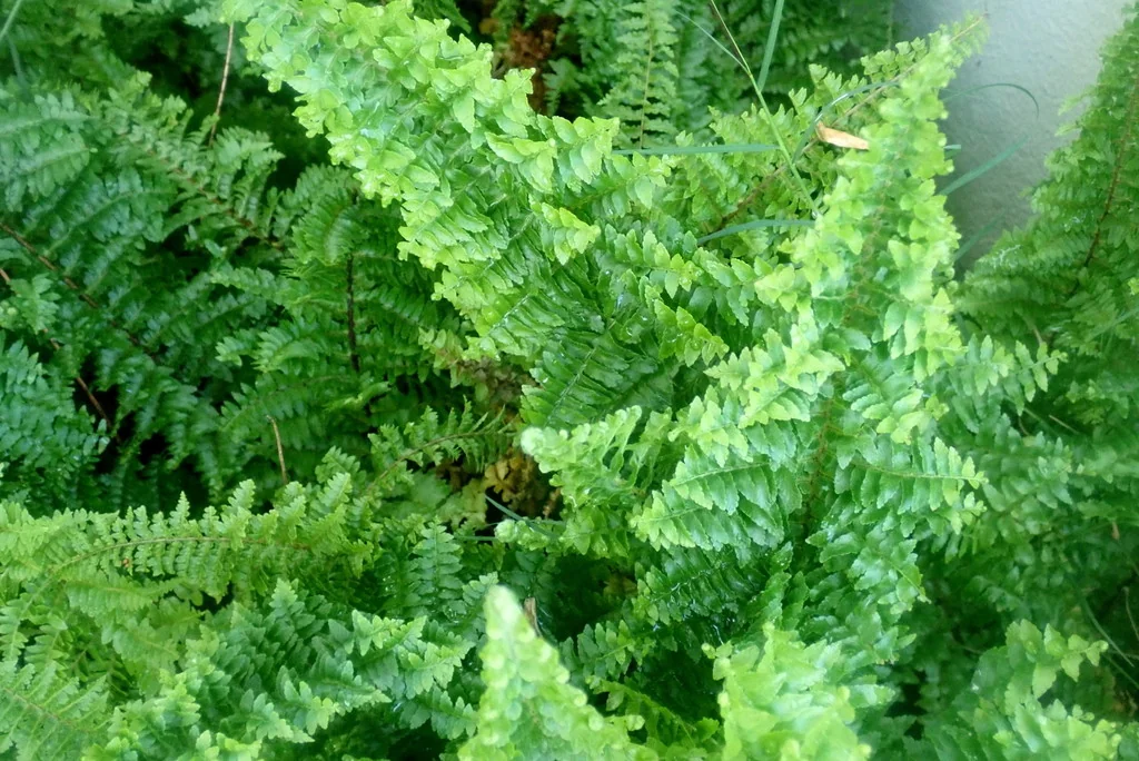 Nephrolepis Exaltata