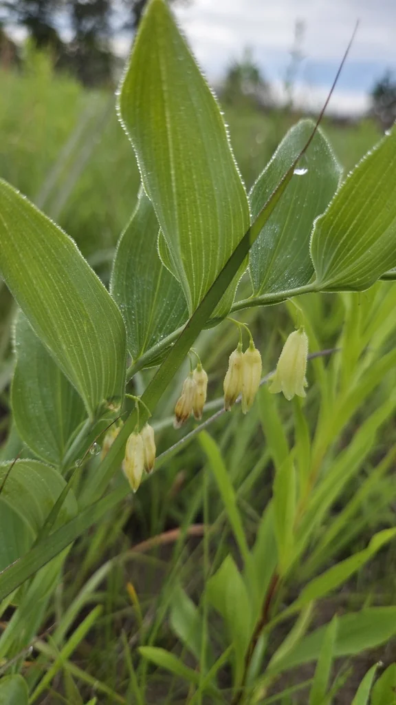 Polygonatum Biflorum