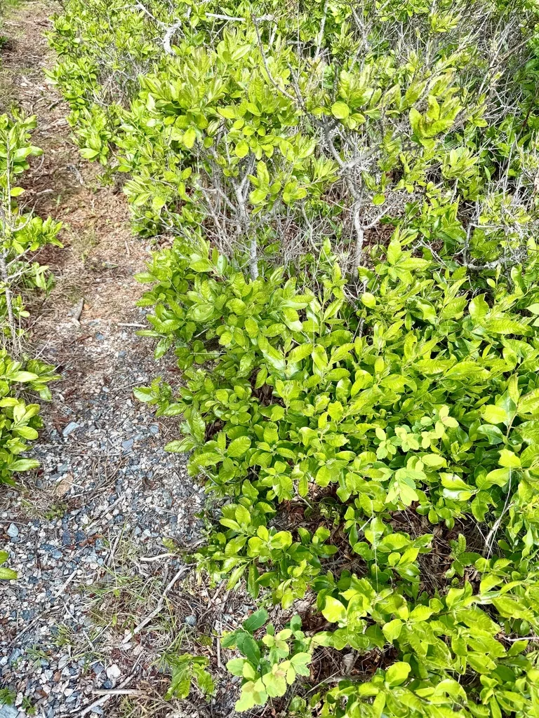 Myrica Pensylvanica