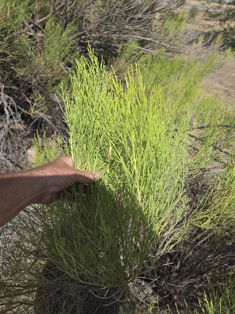 Baccharis Sarothroides