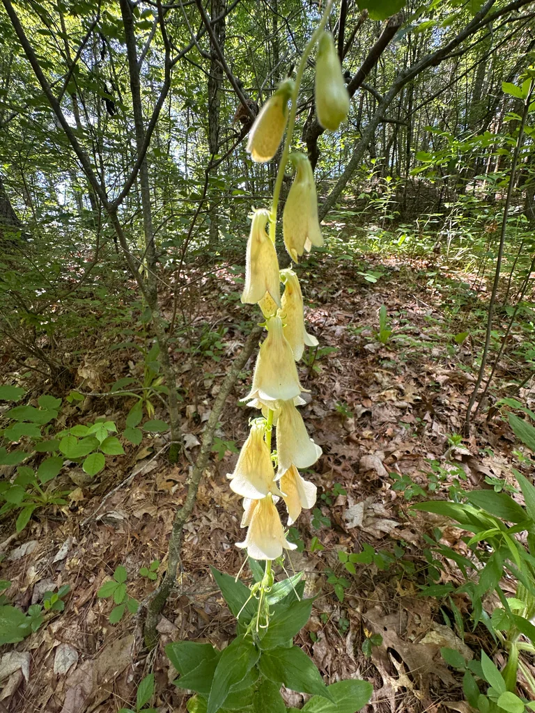 Digitalis Grandiflora