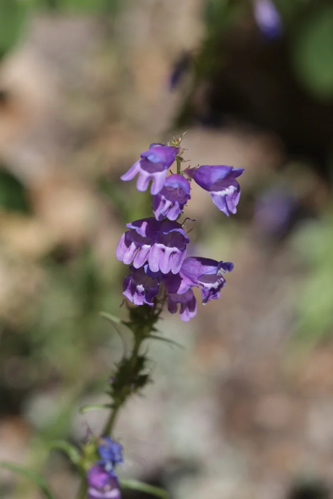 Penstemon Strictus
