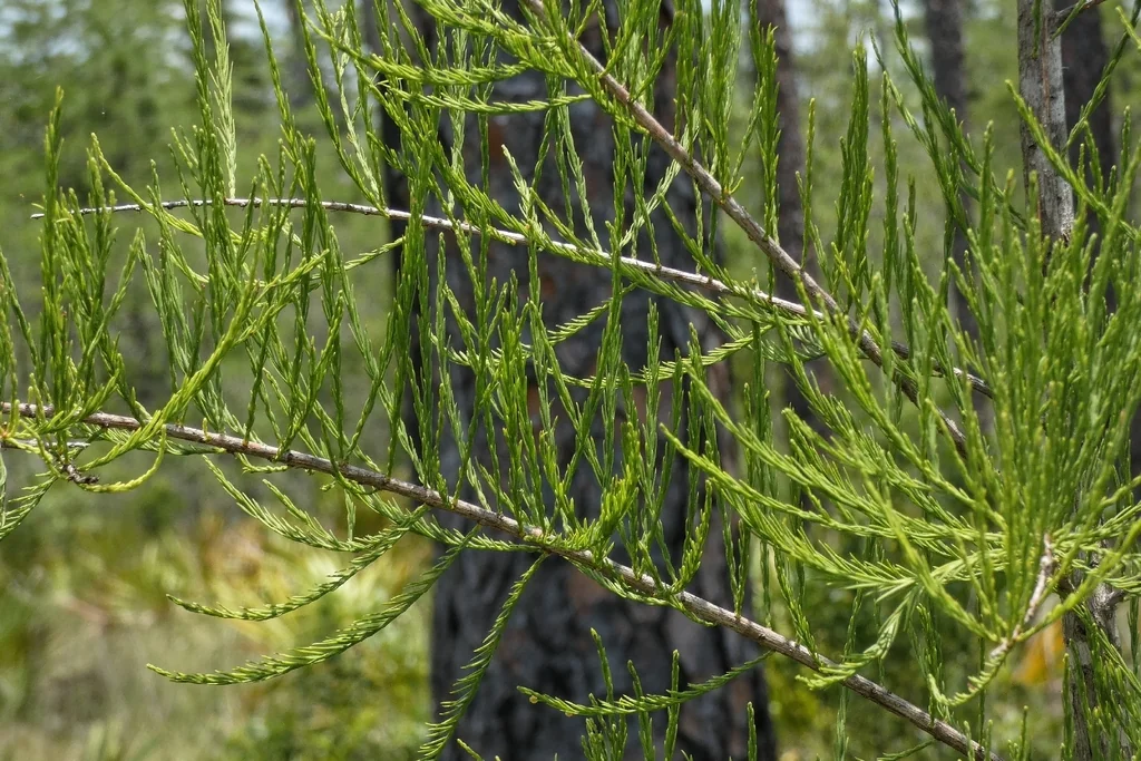 Taxodium Ascendens